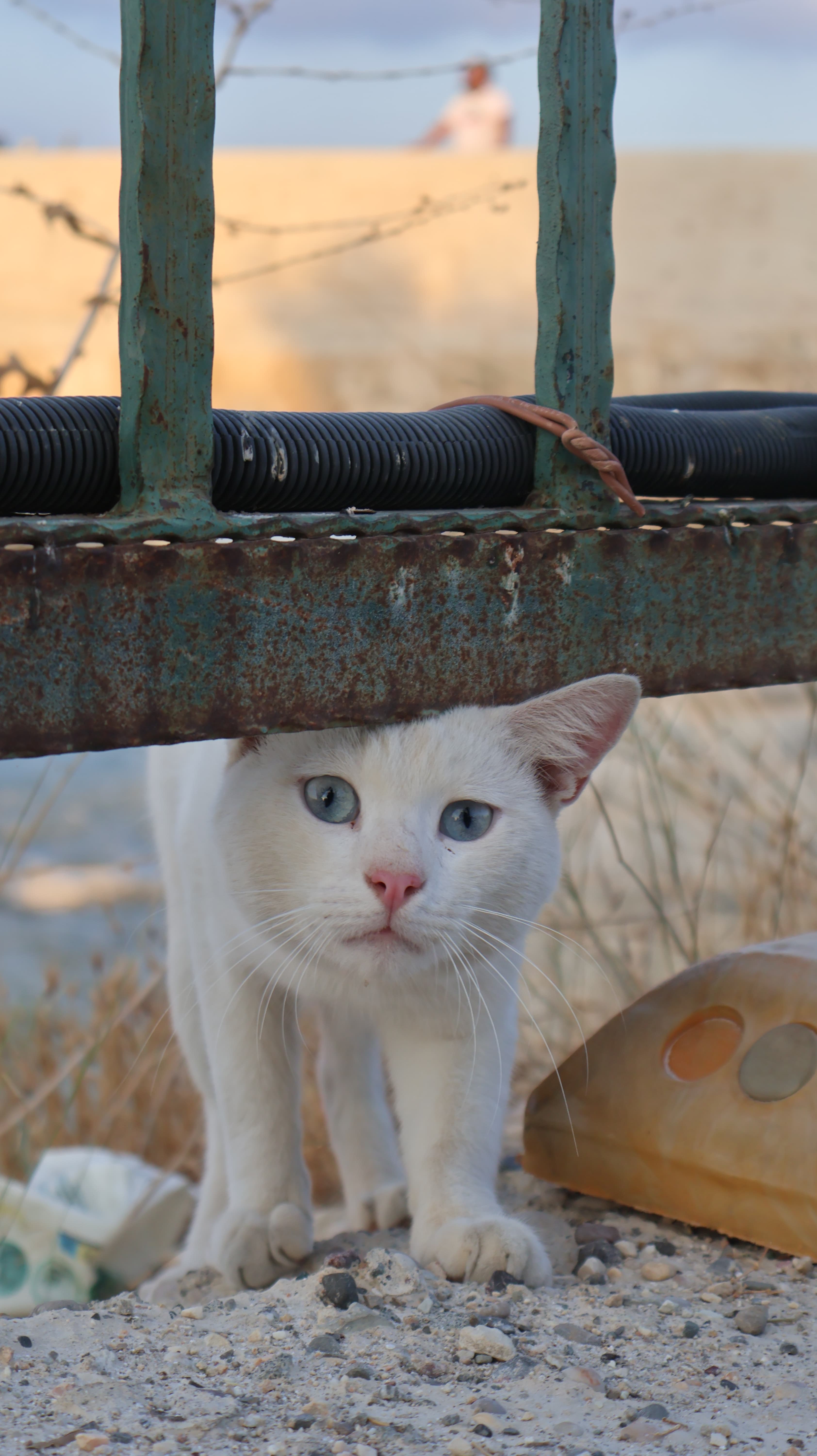 Fotoğraf